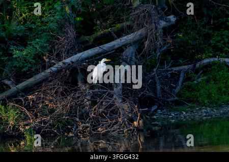 The great egret (Ardea alba) scene from Maumee River in Toledo Stock Photo