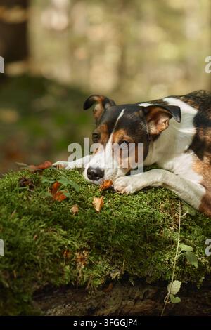Mixed breed dog relaxes on a moss-covered log among seasonal forest leaves. Vertical close-up highlights the canine face in a peaceful fall nature Stock Photo