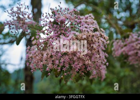 Close-Up of Large Cluster of Small Pink Wildflowers Blooming on Tree Branch in Forest Stock Photo