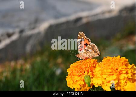 Close-up action shot of a painted lady butterfly feeding on nectar with folded wings, perched on vibrant yellow and orange marigold blossoms against a Stock Photo
