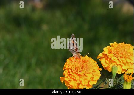 Close-up action shot of a painted lady butterfly feeding on nectar with folded wings, perched on vibrant yellow and orange marigold blossoms against a Stock Photo
