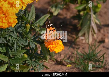 Close-up action shot of a painted lady butterfly feeding on nectar with folded wings, perched on vibrant yellow and orange marigold blossoms against a Stock Photo