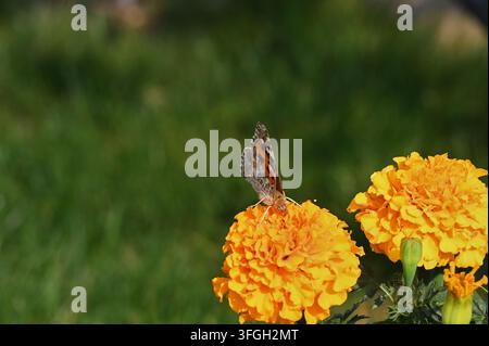 Close-up action shot of a painted lady butterfly feeding on nectar with folded wings, perched on vibrant yellow and orange marigold blossoms against a Stock Photo