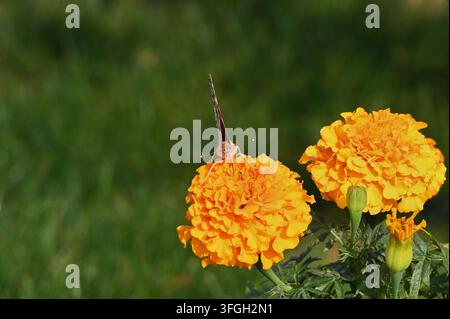 Close-up action shot of a painted lady butterfly feeding on nectar with folded wings, perched on vibrant yellow and orange marigold blossoms against a Stock Photo
