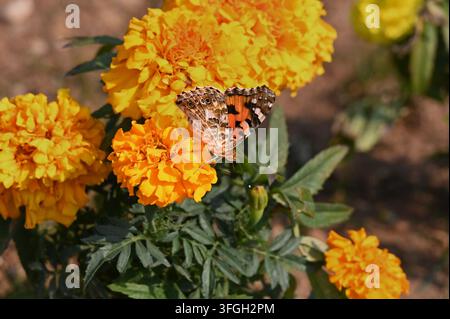 Close-up action shot of a painted lady butterfly feeding on nectar with folded wings, perched on vibrant yellow and orange marigold blossoms against a Stock Photo