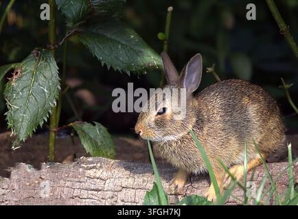 Wild Eastern cottontail rabbit perched on a log in a shaded garden habitat. Stock Photo