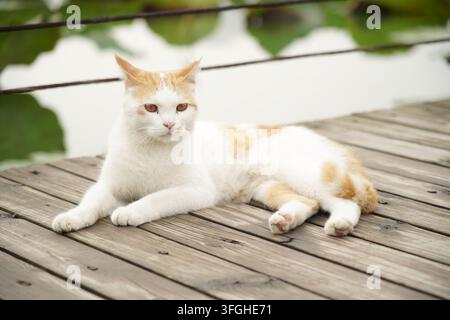 A domestic cat with orange and white stripes is lying on an outdoor wooden platform, with clean and soft fur. It looks sideways, with a calm and seren Stock Photo