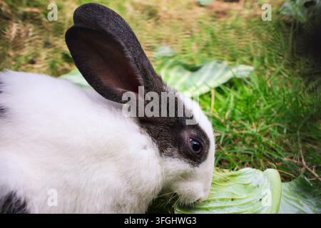 Domestic Rabbit Nutrition: Black and White Bunny Feeding on Cabbage. An eye-level shot highlighting the long dark ears and blue-gray eyes. Stock Photo