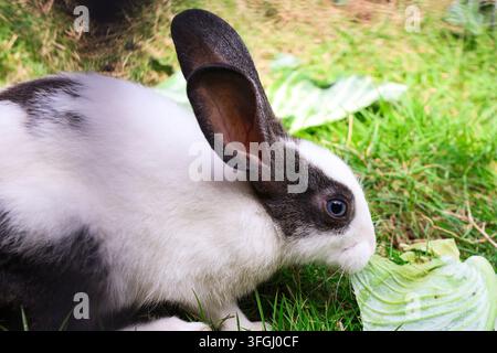 Fluffy Spotted Bunny Grazing on Crisp Leafy Green Fodder. High-quality animal photography showing a domestic rabbit's face. Stock Photo