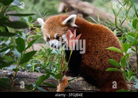Red panda (Ailurus fulgens) perched on a fallen tree trunk surrounded by dense green foliage. Stock Photo
