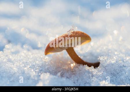 Velvet shank, flammulina velutipes mushroom growing from snow. Winter edible mushroom background Stock Photo
