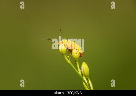 Macro of yellow pumpkin beetle (Aulacophora femoralis) on a green stem with flower buds. Natural bokeh background, wildlife insect. Stock Photo