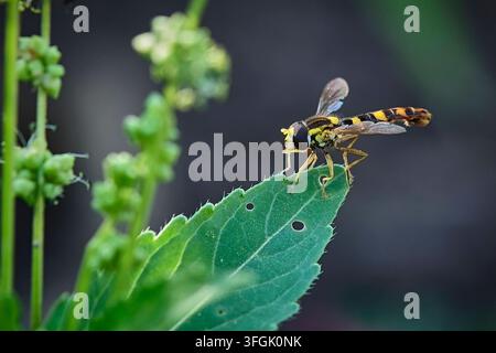 Gewöhnliche Langbauchschwebfliege  Sphaerophoria scripta . Gewöhnliche Langbauchschwebfliege  Sphaerophoria scripta . 20260626MIC0020 *** Common Long-bellied Hoverfly, Sphaerophoria scripta Common Long-bellied Hoverfly, Sphaerophoria scripta 20260626MIC0020 Stock Photo