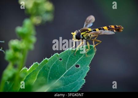 Gewöhnliche Langbauchschwebfliege  Sphaerophoria scripta . Gewöhnliche Langbauchschwebfliege  Sphaerophoria scripta . 20260626MIC0022 *** Common Long-bellied Hoverfly, Sphaerophoria scripta Common Long-bellied Hoverfly, Sphaerophoria scripta 20260626MIC0022 Stock Photo