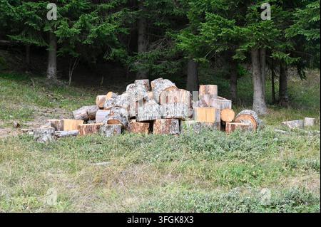 Close-up shot of a messy pile of heavy, freshly sawn wooden log blocks lying on a grassy clearing, backed by a dense green evergreen pine forest. Stock Photo