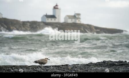 Coastal wildlife and navigation meet as a gull stands on dark rock before softly focused Langoytangen lighthouse and rough water in Norway for local n Stock Photo