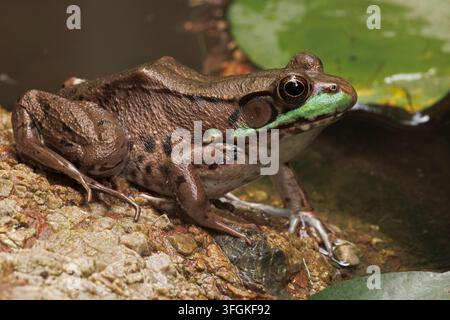 green frog, Lithobates clamitans, Maryland Stock Photo
