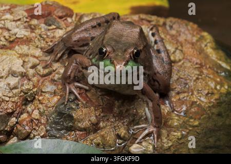 green frog, Lithobates clamitans, Maryland Stock Photo