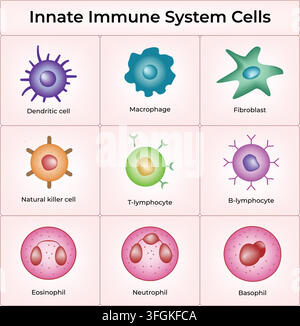 Innate Immune System Cells Showing Dendritic Cells Macrophages Natural Killer Cells and Lymphocytes Stock Vector
