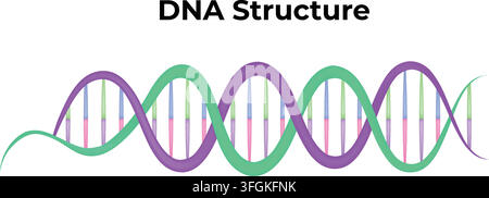 DNA Structure Showing the Double Helix and Molecular Arrangement of Genetic Material Stock Vector