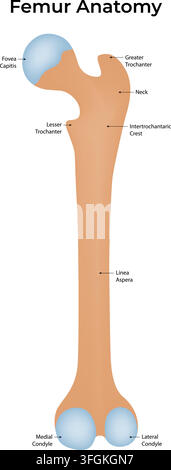 Femur Anatomy Showing Femoral Head Neck Trochanters Shaft Condyles and Linear Aspera Stock Vector