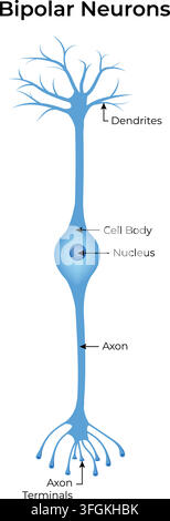 Bipolar Neuron Structure Showing Dendrites Cell Body Nucleus Axon and Axon Terminals Stock Vector