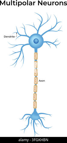 Multipolar Neuron Structure Showing Dendrites Cell Body Axon and Axon Terminals Stock Vector