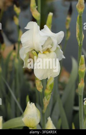 Elegant cream white tall bearded iris Iris germanica blooming with multiple buds on a green stem Stock Photo