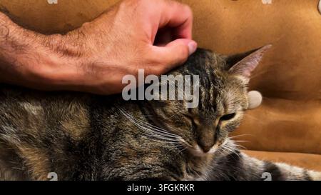 Male arm strokes cute tabby cat lying on sofa. Hand of guy petting small domestic kitty at home. Young man playing with beautiful kitten at home Stock Photo