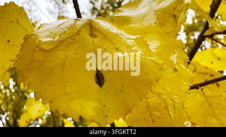 Close up of rain droplets clinging to bright yellow leaves in autumn. The moisture enhances the rich color and fine texture, capturing the quiet mood Stock Photo