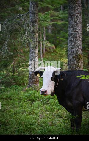 Vertical photograph of a black and white horned cow standing among green vegetation and pine trees inside a natural forest. Stock Photo