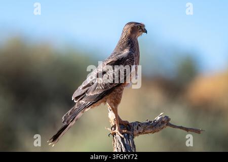 A young Gabar Goshawk (Melierax canorus) perched on a weathered branch, intently surveying the arid landscape of the Namib Desert in Namibia. The bird Stock Photo