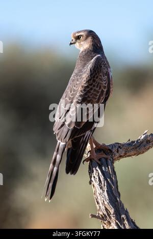 A young Gabar Goshawk (Melierax canorus) perched on a weathered branch, intently surveying the arid landscape of Namibia. The bird's plumage displays Stock Photo