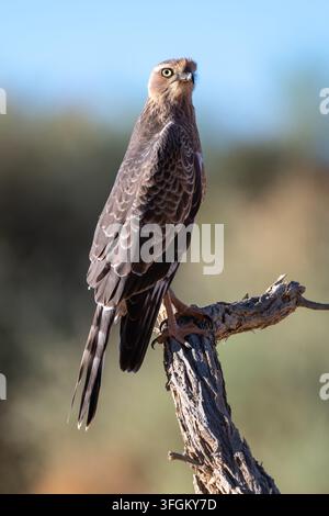 A young Gabar Goshawk (Melierax canorus) perched on a weathered branch, intently surveying the arid Namibian landscape for prey. The bird's plumage is Stock Photo
