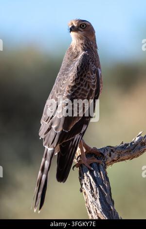 A young Gabar Goshawk perched on a weathered branch, intently scanning the arid landscape for prey. The bird's plumage is a mix of brown and grey, pro Stock Photo