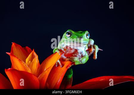 Whites tree frog Litoria caerulea resting on a vibrant red orange bromeliad flower Stock Photo