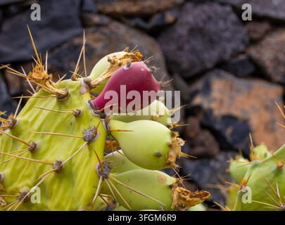 A ripe red prickly pear fruit grows on an opuntia cactus in Lanzarote. Spiky pads stand against a volcanic stone wall background, Spain. Stock Photo