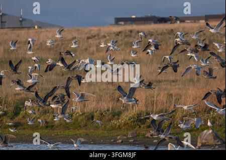 A flock of gulls taking flight over Bakkatjorn pond in the Seltjarnarnes nature reserve near Reykjavik, Iceland, in low golden evening light. Stock Photo