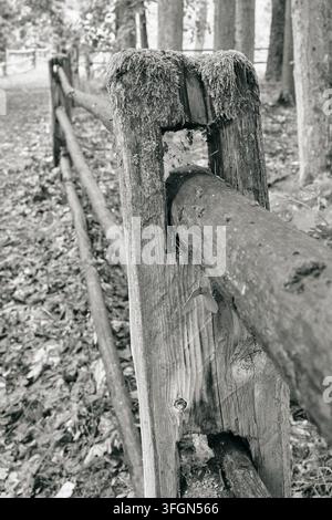 Weathered Wooden Fence Post with Moss in Forest Black and White. Stock Photo