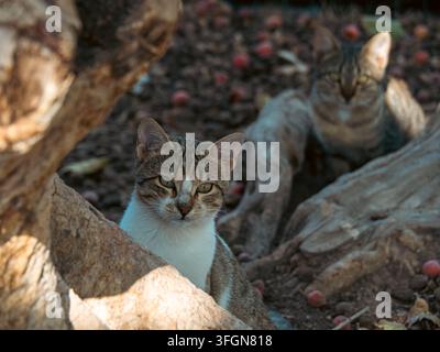 A tabby cat with white markings peers out from a natural frame formed by twisted tree roots while a second cat waits in the shadows behind. Stock Photo