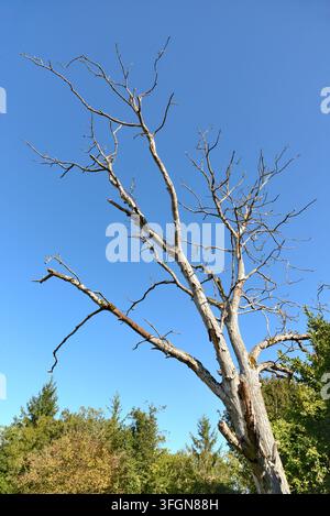 Dead sun-bleached Walnut tree (Juglans regina) through disease and drought - central France. Stock Photo
