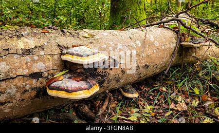 Red belted polypore bracket fungus Fomitopsis pinicola growing on a fallen tree trunk in autumn forest in Germany. Stock Photo