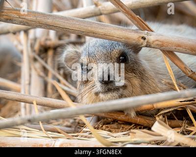A rock hyrax peers attentively through dry reed stalks its whiskers and fur rendered in fine close-up detail. Stock Photo