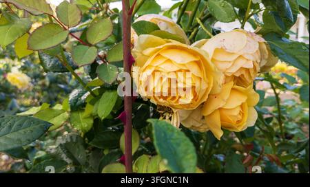Lush yellow blooming roses. Yellow rose blossoms with raindrops on petals in sunlight. Natural floral decoration, summer gardening, and romantic flora Stock Photo
