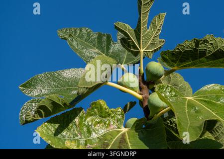 Unripe green figs growing on fig tree branch with green leaves against clear blue sky Stock Photo