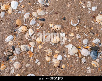 Various seashells and pebbles scattered on wet beach sand background Stock Photo