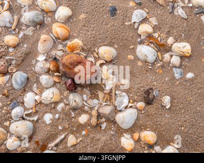 Assorted seashells scattered across wet sand on a sea coast Stock Photo