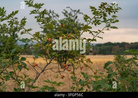 Rose hips amidst wild vegetation, showcasing the warm colors and seasonal beauty of these wild fruits in their natural setting. Stock Photo