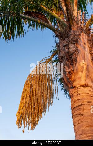 Detailed close-up of a queen palm tree trunk and a dense cascading golden-yellow flower cluster, La Palma Stock Photo