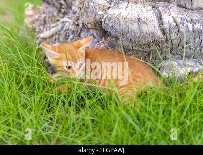 A small ginger tabby kitten crouching low in tall green grass beside a weathered tree trunk outdoors in sunlight. Stock Photo